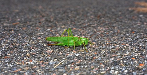 Grosses grünes Heupferd, Tettigonia viridissima, auf asphaltiertem Weg