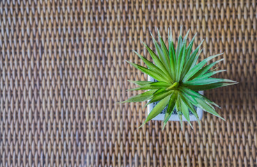 Top view, small cactus in a white ceramic pot on old weave wood table
