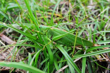 Grosses grünes Heupferd, Tettigonia viridissima, gut getarnt im Gras