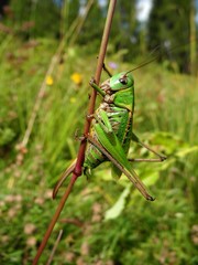 Warzenbeißer, Decticus verrucivorus, bewegungslos und gut getarnt im Gras