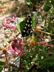 Die dämmerungs- und nachtaktive Schmetterlingsart Schönbär, Callimorpha dominula, Ligurien, Italien