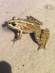 Lake  Frog