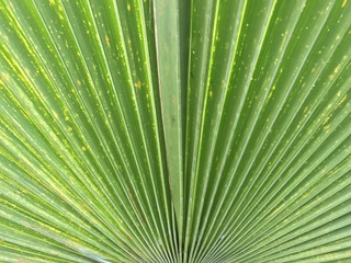 Fototapeta premium Palm leaf texture