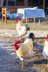 white cocks with red comb