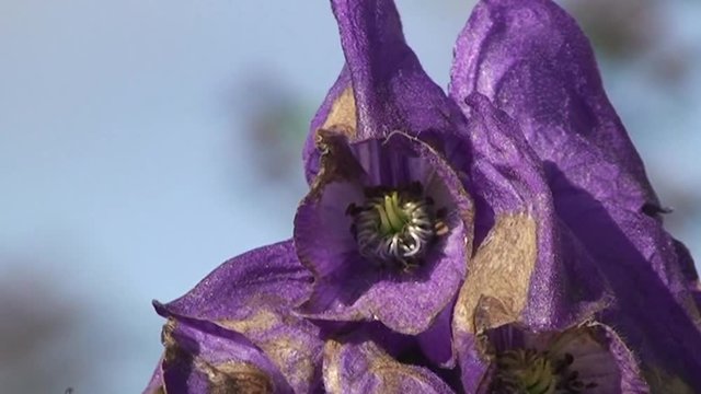 Eine Hummel krabbelt auf den Blüten des Eisenhutes (Großaufnahme)
