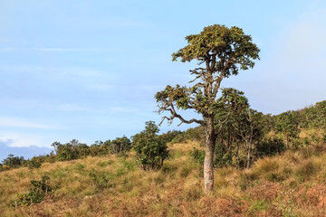 Obraz premium Scenic path in Horton Plains