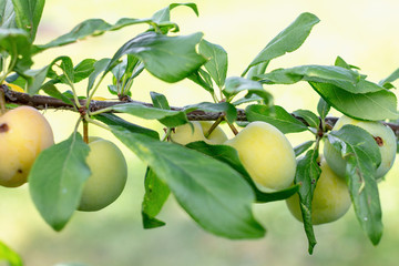 young fruits green plums on a sunny day.