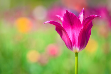 Purple tulip on the background of green grass close-up.