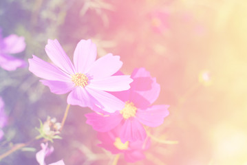cosmos flowers nature vintage tone background and wallpaper
