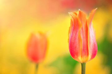 Orange tulip on the background of yellow flowers close-up.