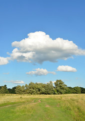 Summer meadow landscape