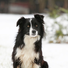 Border collie sitting