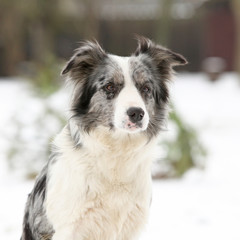 Border collie sitting