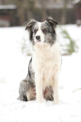 Border collie sitting