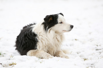 Border collie in winter