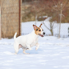 Jack russell terrier jumping in winter