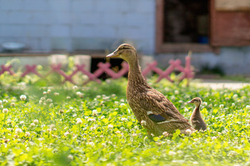 wild duck with the duckling in the grass.