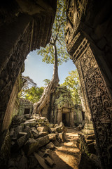 Stunning view of old temples, ruins and an amazing big tree in the Angkor Wat complex, Siem Reap,...