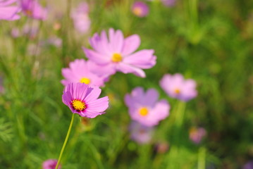 pink cosmos flowers background wallpaper nature summer 
