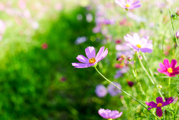 Fototapeta premium różowy kosmos kwiaty tło tapeta natura lato