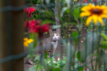 purebred cat hunting in the garden in summer