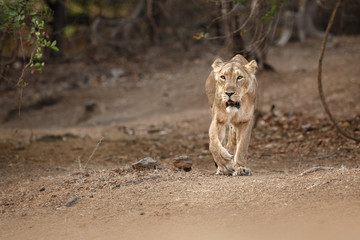 Asiatic lion female in the nature habitat in Gir national park in India/lioness is walking towards photographer, panthera leo persica, indian wildlife, gir wildlife sanctuary