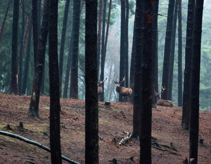 Fototapeta premium Red deer males standing in pine tree forest.