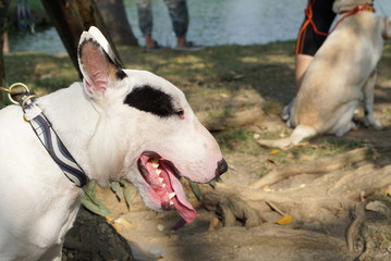 bull terrier head