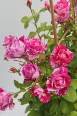 bunte Rose 