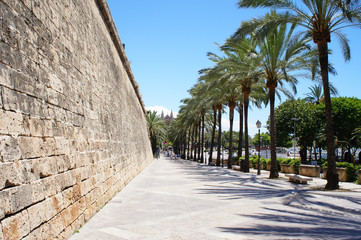 Cityscape near Cathedral de Mallorca of Palma de Mallorca, Spain wall with palm alley