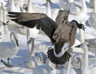 Obraz premium Goose diving in