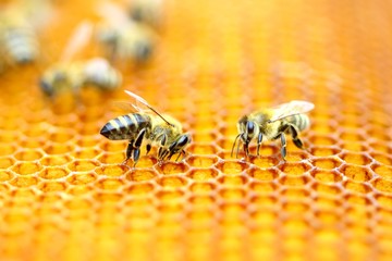 Honeybees 