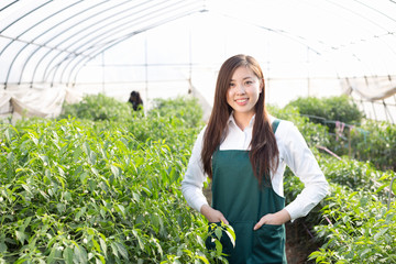 young asian woman working in green house