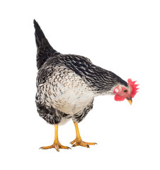 Motley hen laying hen. Isolated. Series photos
