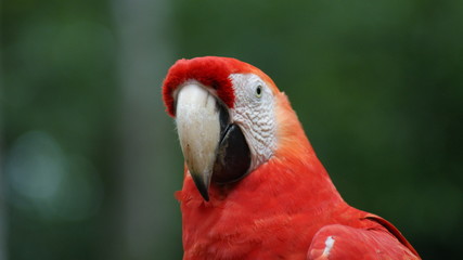 selva de Guatemala