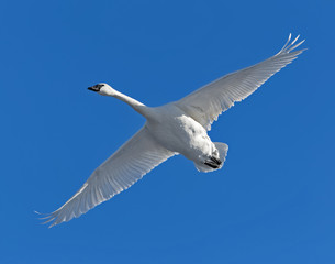 Trumpeter swan in flight