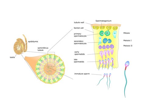 spermatogenesis diagram