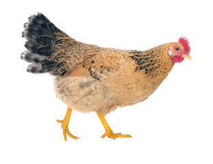 Fototapeta premium Graceful chicken laying hen, red color. Isolated.Series photos