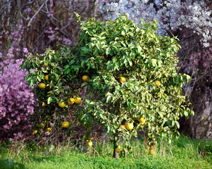 Fototapeta na wymiar Orange Tree in Cyprus