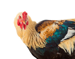 Portrait of a cock. isolated