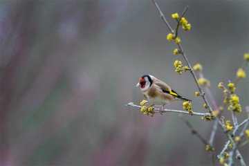 Goldfinch profile portrait
