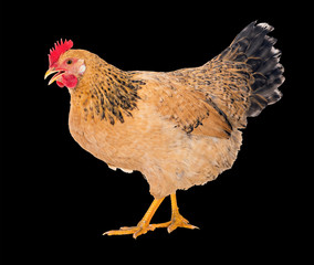 Graceful chicken laying hen, red color. Isolated on a black background. series of photos