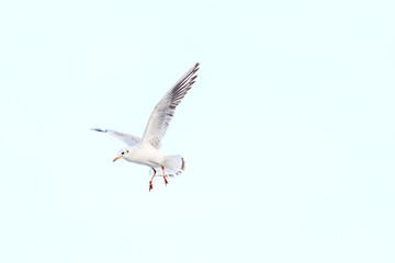 Obraz premium White seagull in the sky against a background of clouds. Sea bird.