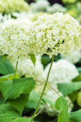 white hydrangea flowers