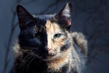 Tortoiseshell cat on grey backrgound isolated