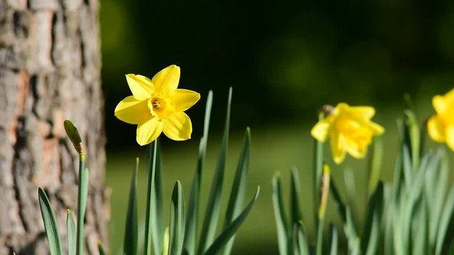 Portrait of daffodils