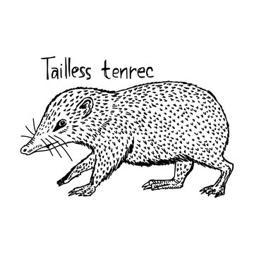 tailless tenrec - vector illustration sketch hand drawn with black lines, isolated on white background
