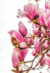 Magnolia flowers in spring season