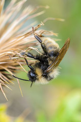 Bumblebee gets a night of dried flower of sow-thistle
