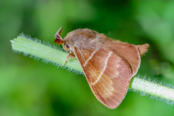 Large brown butterfly macrothylacia rubi sits on a green stalk of grass.